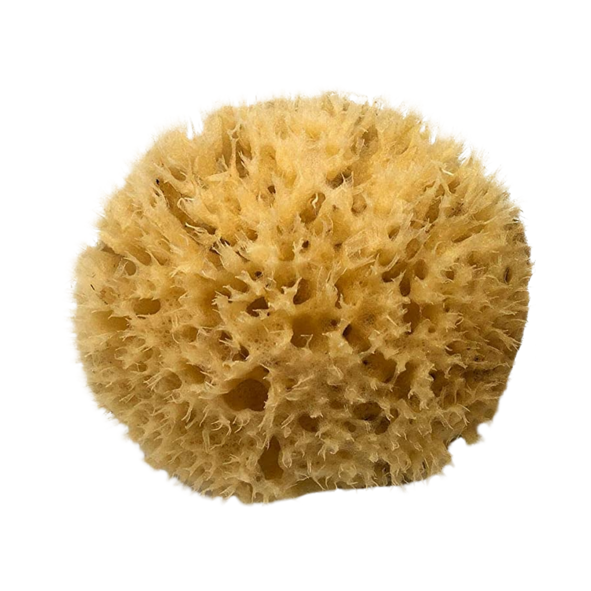 unbleached natural honeycomb sea sponge for bathing spa organic fernn